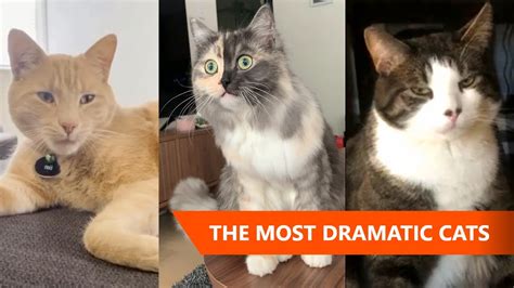 Most Dramatic Cats In The World 😹 Funny Cat Videos Youtube