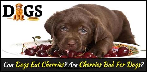 Can Dogs Have Cherries To Eat Dopi