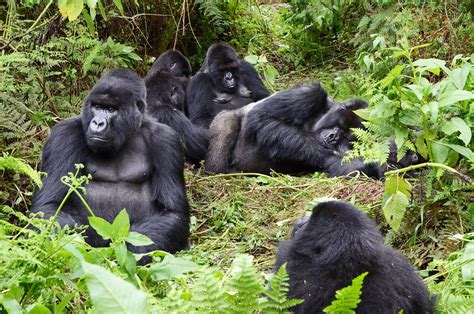 Gorilla Families In Volcanoes National Park Rwanda Safaris