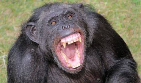 10 Facts About Chimpanzees That Hold A Dark Mirror To