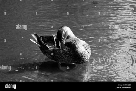 Mallard Lake Black And White Stock Photos And Images Alamy