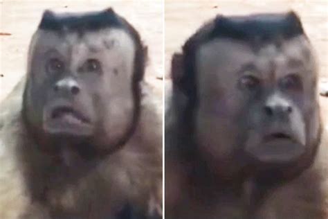 Monkey With A Human Face Breaks The Internet With Its Incredible