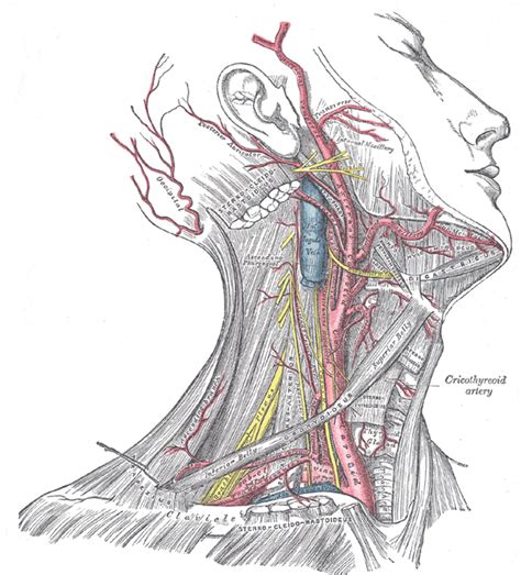 The Common Carotid Artery Human Anatomy