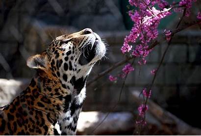 Wildcat Wild Cat Wallpapers Jaguar Cats Wiki