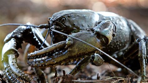 Tasmanian Giant Freshwater Crayfish Size Tasmanian Giant Freshwater