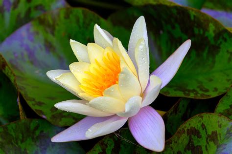 Pretty Lotus Flower Photograph By Kishan Hurrylall Sooroopsing Pixels