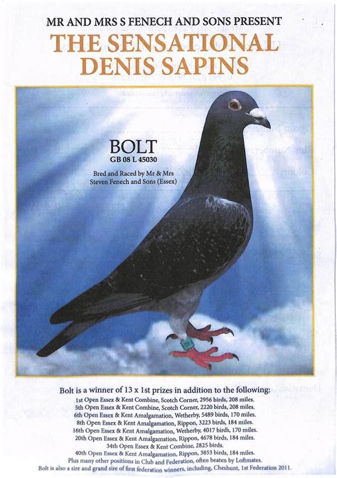 iPigeon.com - Racing Pigeon Auction