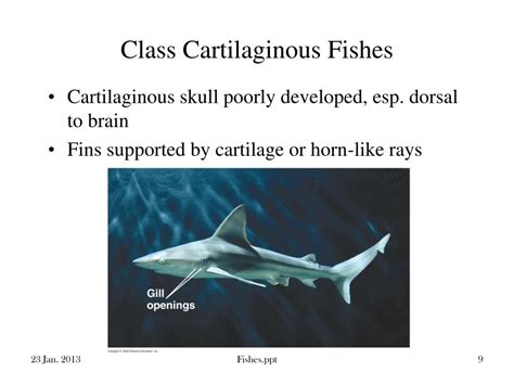 Ppt Fishes Powerpoint Presentation Free Download Id6106745