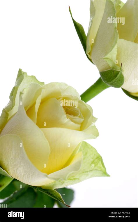 Single Stemmed Yellow Roses Stock Photo Alamy