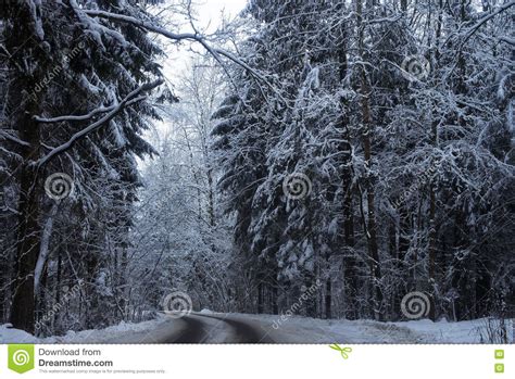 Winter Forest Road Stock Photo Image Of Woods Narrow 71018636