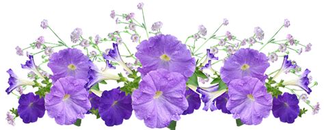 400 Free Petunia And Flowers Images Pixabay