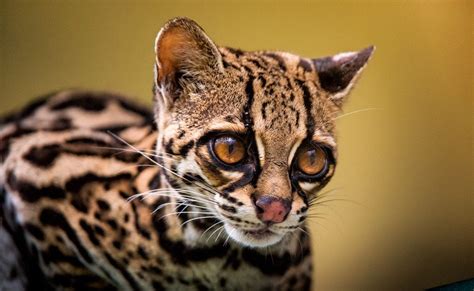 Margay In The Wild At Arenal Observatory Lodge Costa Rica Margay Cat