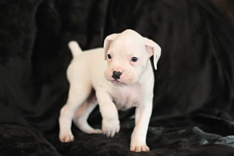 We have owned boxers as far back as i. Boxer Puppies For Sale | Live Oak, FL #289403 | Petzlover