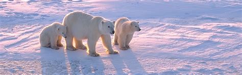 Polar Bear Tours Canada Canada By Design Vacations