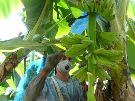 Bananas From The Bunch To Your Breakfast Rainforest Alliance
