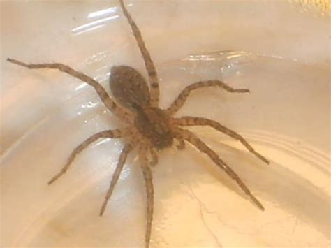 Wolf Spider Lycosidae Or Hobo Spider Bugguidenet