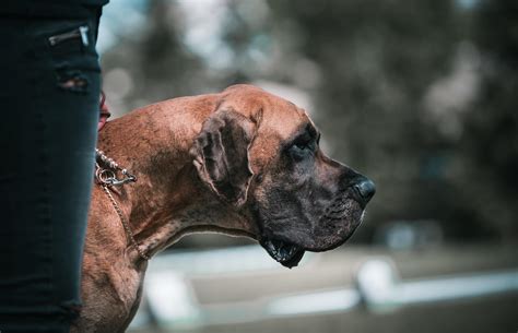 Which Mastiff Breed Is The Best Guard Dog