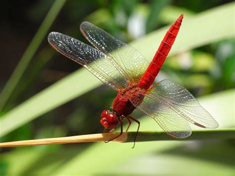 Dragonflies Facts And Photos Hubpages