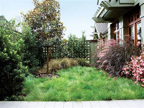 Plant A No Mow Lawn Lawn Free Yard Lawn Alternatives Low Water