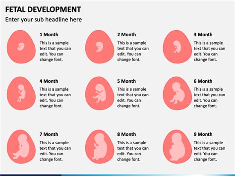 Fetal Development Powerpoint Template Ppt Slides