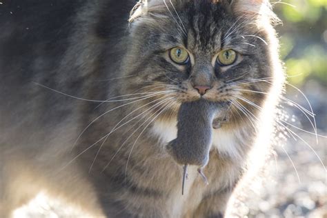 Feral Cats In Australia Kill 7 Animals Per Day