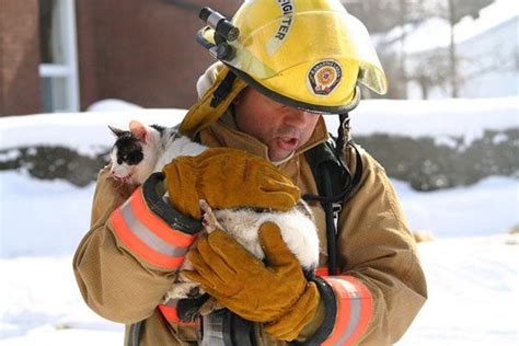 A Firefighter Saves The Cat Saving Cat Cat Rescue Firefighter