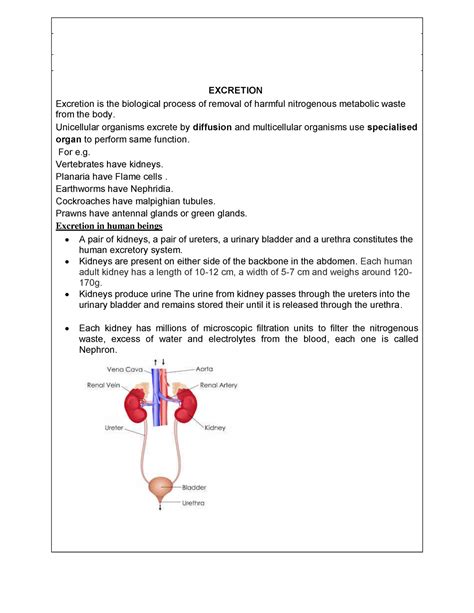 Biology Note For Excretion Class Notes Class X Subject Biology My XXX