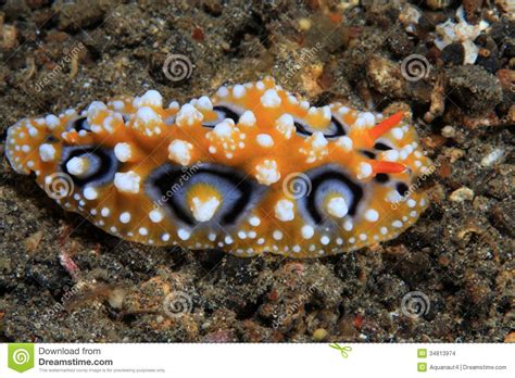 Colorful Sea Slug Stock Photo Image Of Indonesia