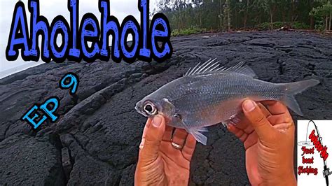 Big Aholehole Fishingflag Tail Fish808 Hawaii Fishing Big Island