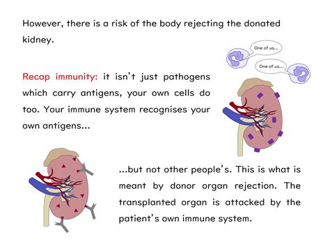 Virtual biology lab is a free, online educational resource provided for educational purposes. Kidneys and Dialysis Slides and Worksheet (GCSE Biology ...