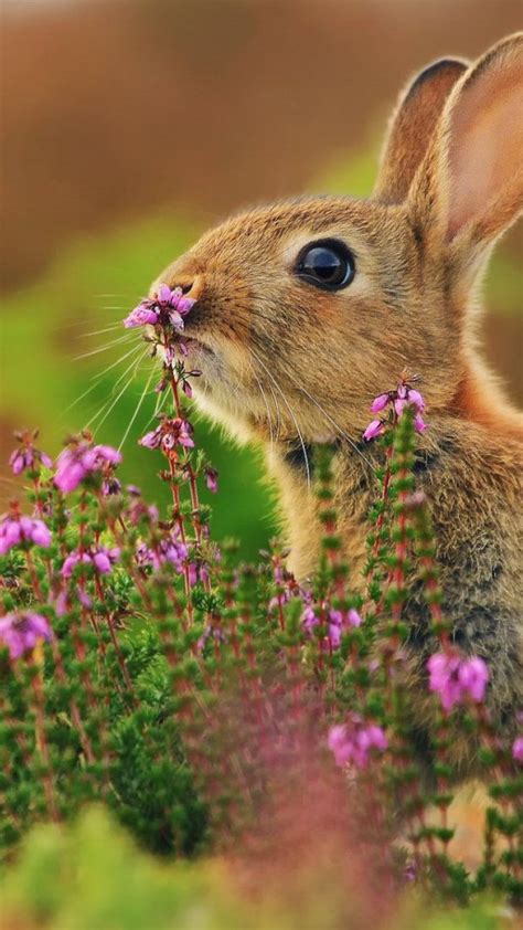 Wallpaper Rabbit Cute Animals Flowers 4k Animals 15979