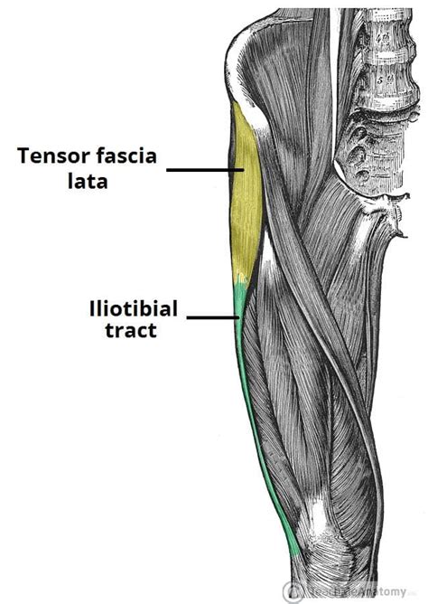 The Fascia Lata Structure Iliotibial Tract Teachmeanatomy