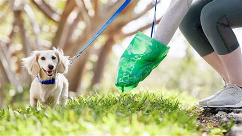 Dog Poop Disposal Tips For Properly Cleaning Up After Your Dog Pet