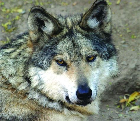 Download Enigmatic Mexican Wolf Standing Proudly In A Lush Forest