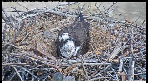 Lake Murray Osprey Cam Lucy Lays 1st Egg Of 2018 Season 129pm 3 20 2018 Youtube
