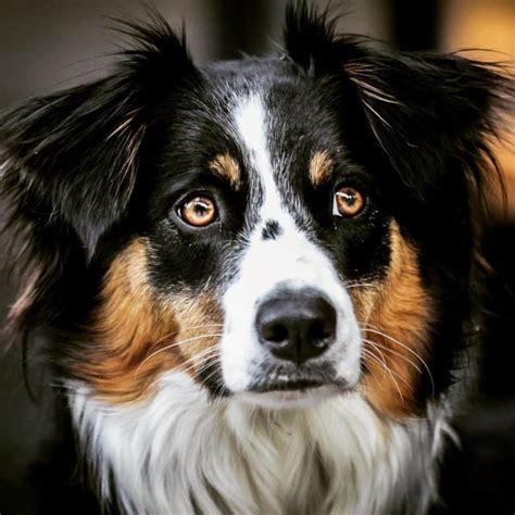 57 Border Collie In Australia Picture Bleumoonproductions