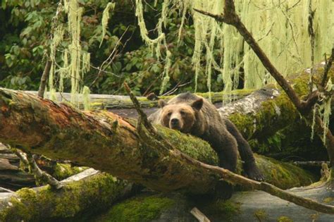 Knight Inlet Lodge Grizzly Bear Watching Tours In Knight Inlet