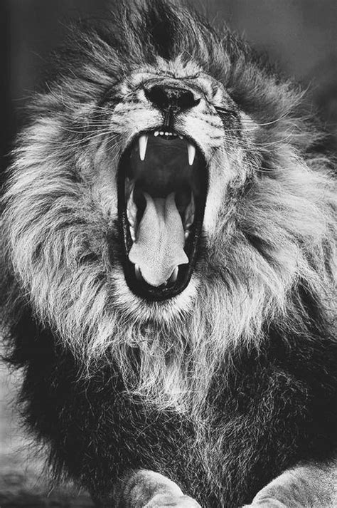 Lion Roar On Tumblr