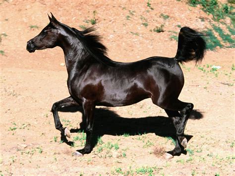 Arabian Horse Running Hd Desktop Wallpapers 4k Hd