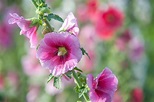 Hollyhock Mallow: Plant Care & Growing Guide