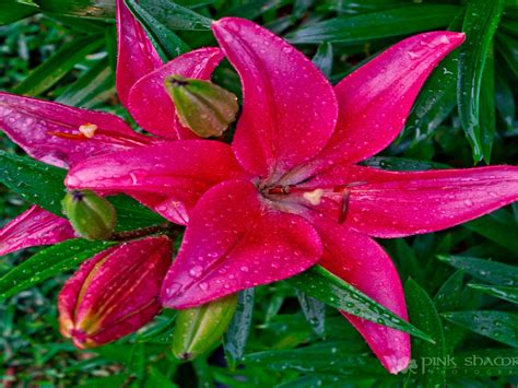 Pink Flowers Lilies Hd Wallpaper