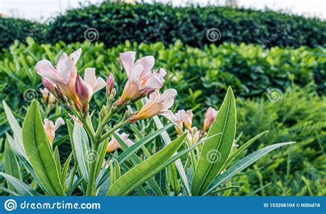 Ornamental Plant And Beautiful Flowers Decorated In The Garden Stock