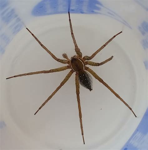 Unidentified Spider In Florida United States