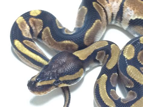 Calico Ball Python For Sale With Live Arrival Guarantee Xyzreptiles