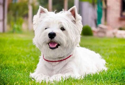 8 Most Beautiful Breeds Of White Dogs Pets Feed