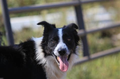 Choosing The Best Dog For Your Farm Dog Training Advice Tips