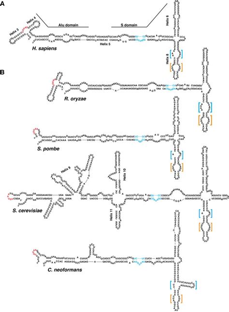 Predicted Secondary Structures Of Srp Rnas In Mammals And Yeast A