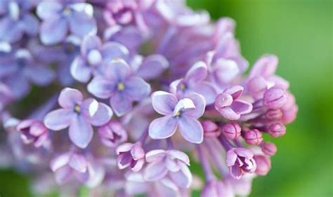 Four Of The Best Lilac Bushes For Small Gardens And How To Care For