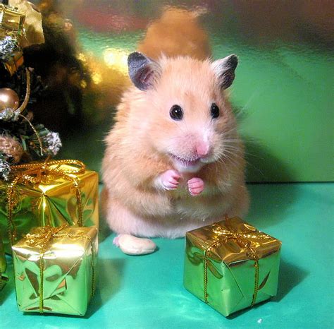 Unexpectedly Funny Things To Do With Hamsters When Youre