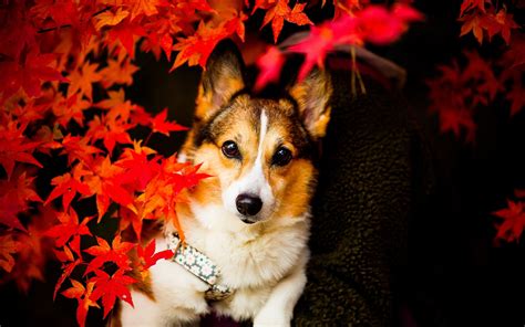 Wallpaper Leaves Eyes Red Autumn Season Puppy Vertebrate Dog